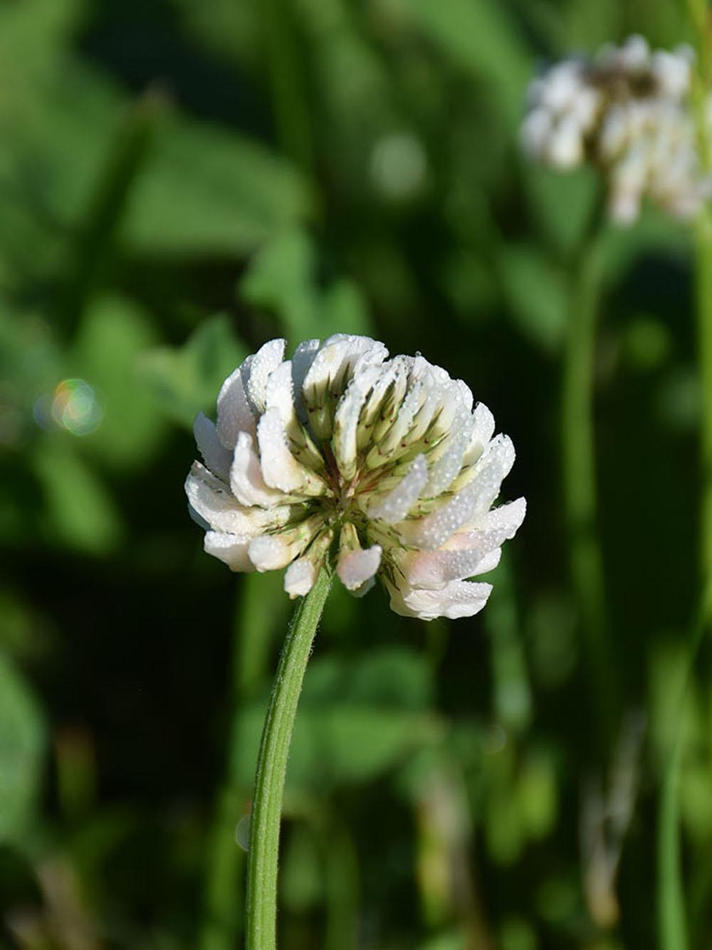 Ladino White Clover